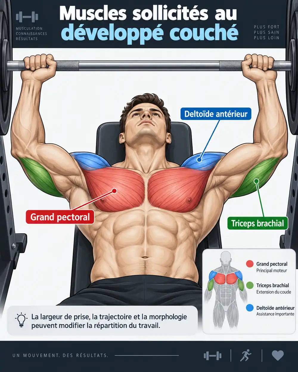 Les muscles sollicités au developpé couché
