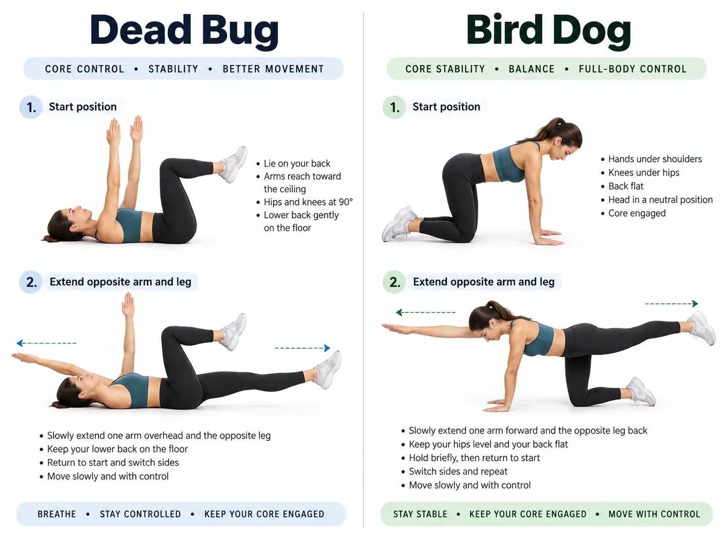 Dead bug and bird dog for dynamic core training and core control